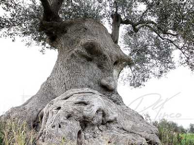 Ginosa, le foto dell'ulivo pensante
